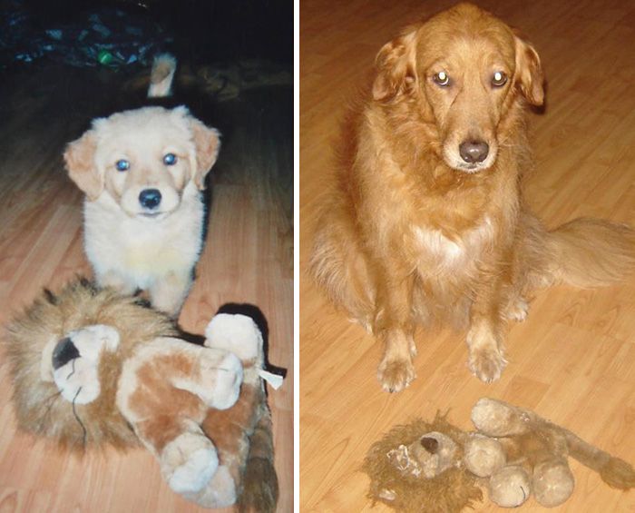 Фотография: 20 взрослых домашних животных, которые любят свои игрушки так же, как в детстве №10 - BigPicture.ru