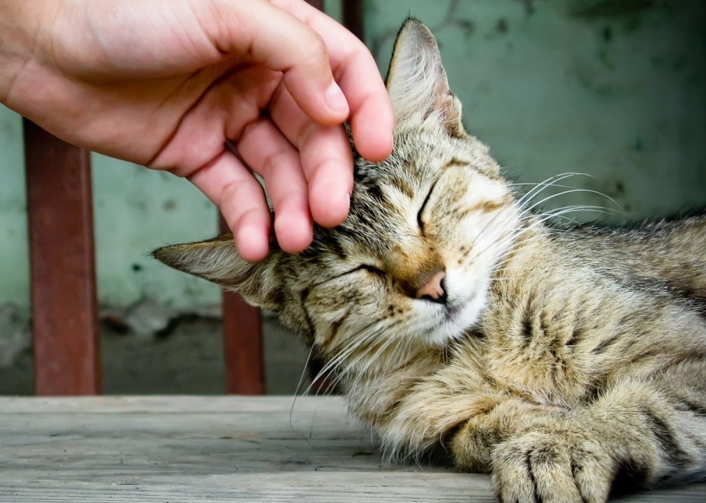 Фотография: 30 причин обменять жену на кошку №6 - BigPicture.ru