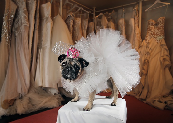 Фотография: Собачья свадьба: совет да любовь Джасмин и Джасперу №14 - BigPicture.ru