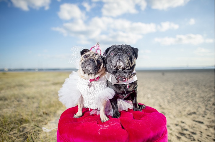 Фотография: Собачья свадьба: совет да любовь Джасмин и Джасперу №2 - BigPicture.ru