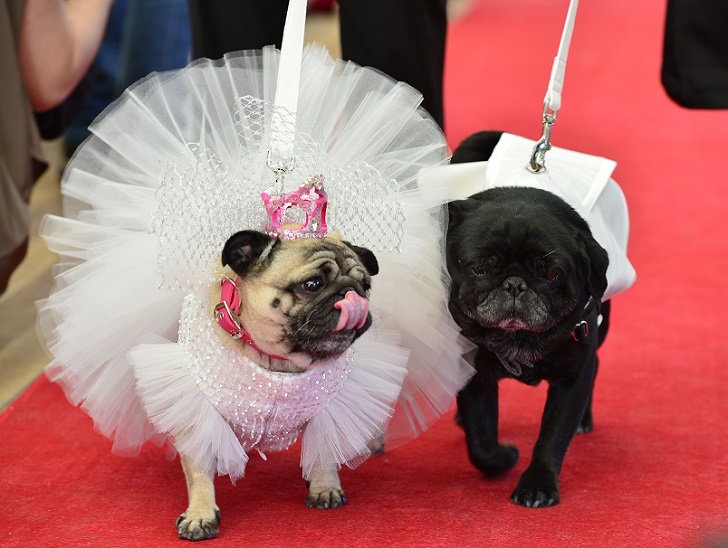 Фотография: Собачья свадьба: совет да любовь Джасмин и Джасперу №3 - BigPicture.ru