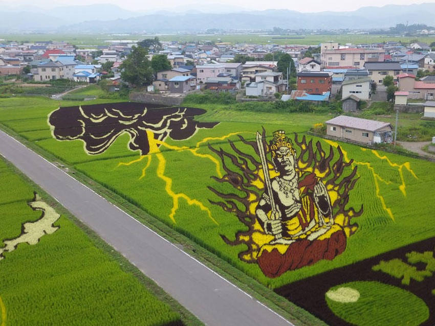 Фотография: Искусство тамбо — невероятные картины на рисовых полях Японии №7 - BigPicture.ru