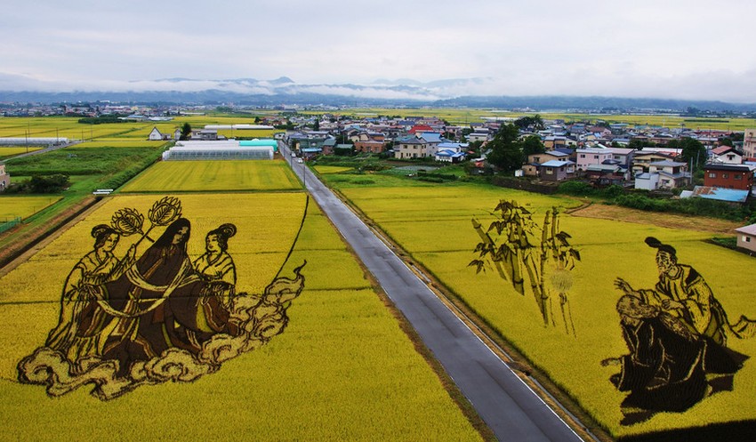 Фотография: Искусство тамбо — невероятные картины на рисовых полях Японии №9 - BigPicture.ru