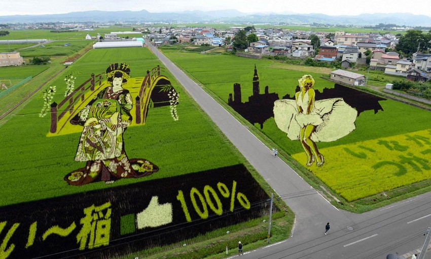 Фотография: Искусство тамбо — невероятные картины на рисовых полях Японии №11 - BigPicture.ru