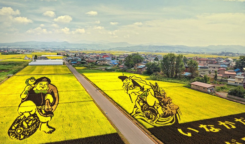 Фотография: Искусство тамбо — невероятные картины на рисовых полях Японии №12 - BigPicture.ru