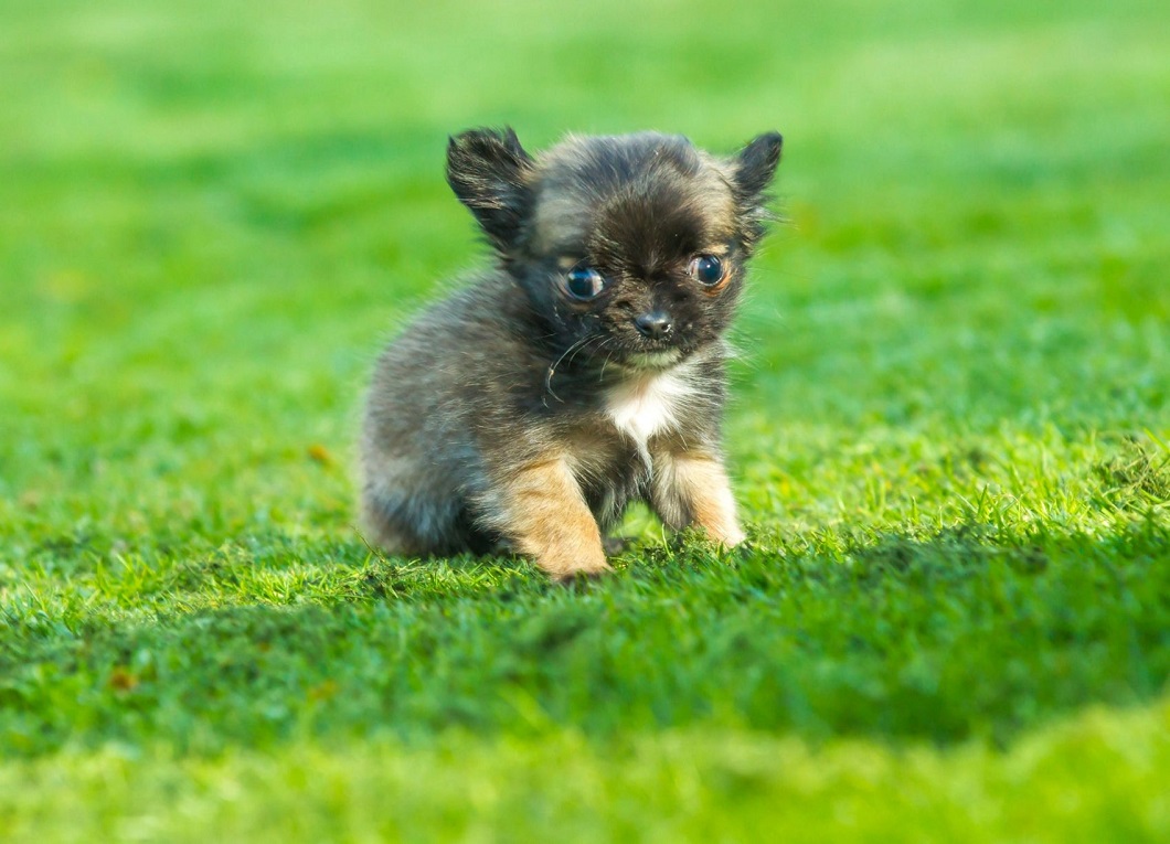 Фотография: Самая маленькая собака Великобритании считает себя котенком №3 - BigPicture.ru