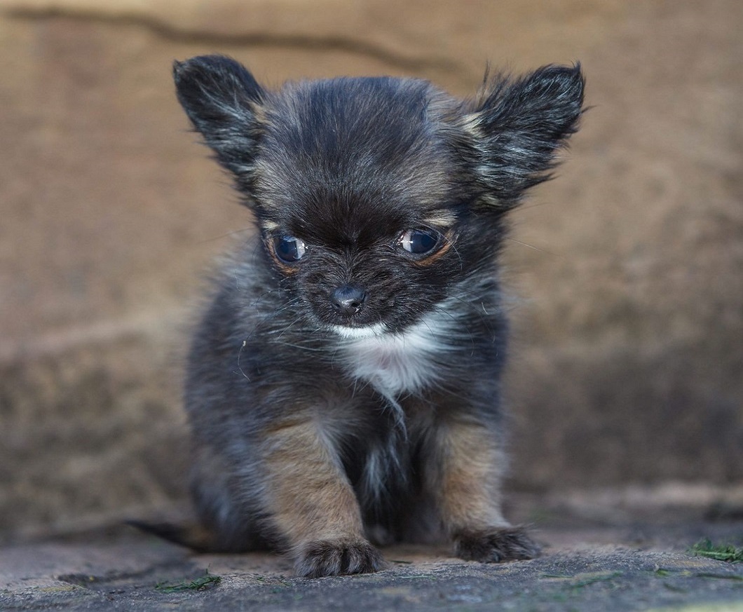 Фотография: Самая маленькая собака Великобритании считает себя котенком №5 - BigPicture.ru