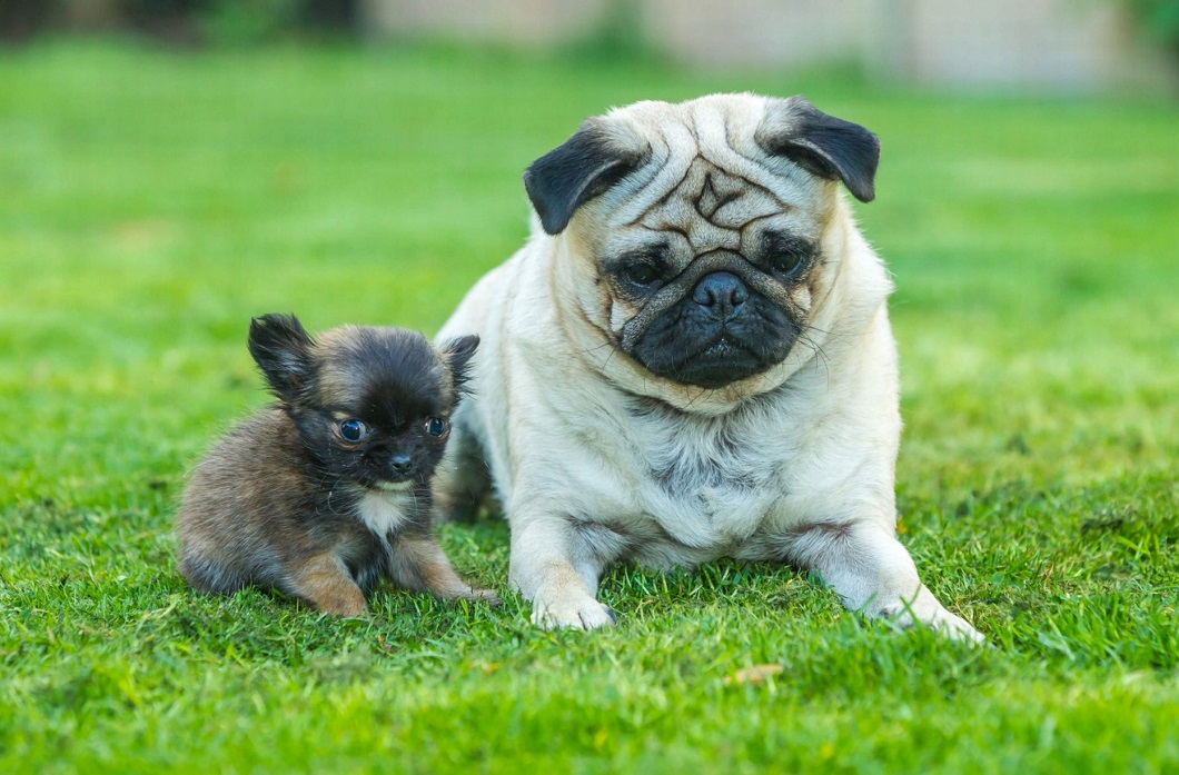 Фотография: Самая маленькая собака Великобритании считает себя котенком №7 - BigPicture.ru