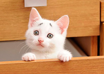 WTF-кот: чем так удивлен этот котенок?
