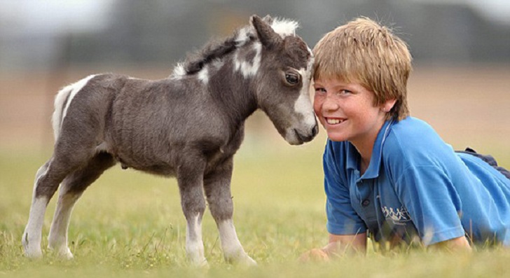 Фотография: Уберите детей от экранов: 30 мимими мини-лошадей №12 - BigPicture.ru