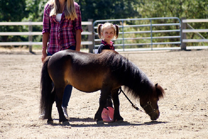 Фотография: Уберите детей от экранов: 30 мимими мини-лошадей №14 - BigPicture.ru