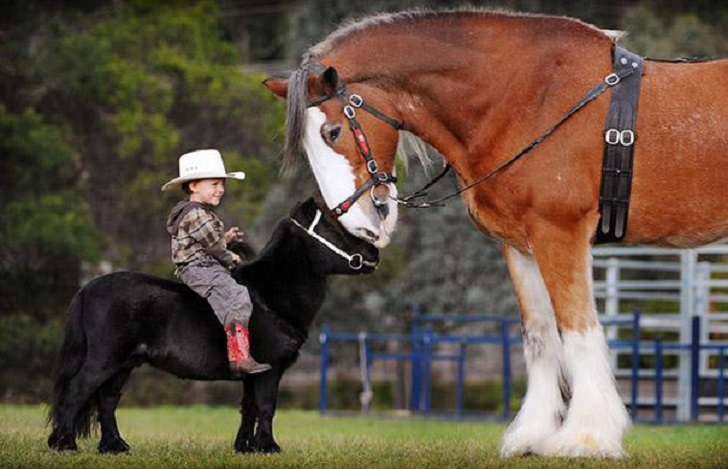 Фотография: Уберите детей от экранов: 30 мимими мини-лошадей №22 - BigPicture.ru