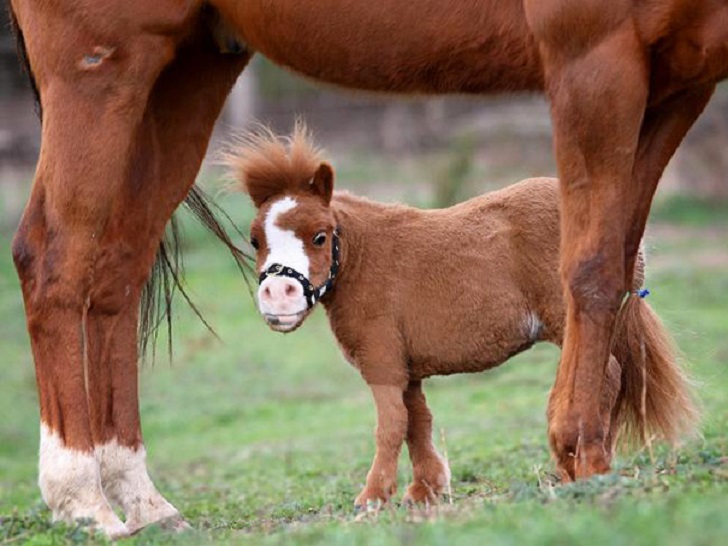 Фотография: Уберите детей от экранов: 30 мимими мини-лошадей №9 - BigPicture.ru