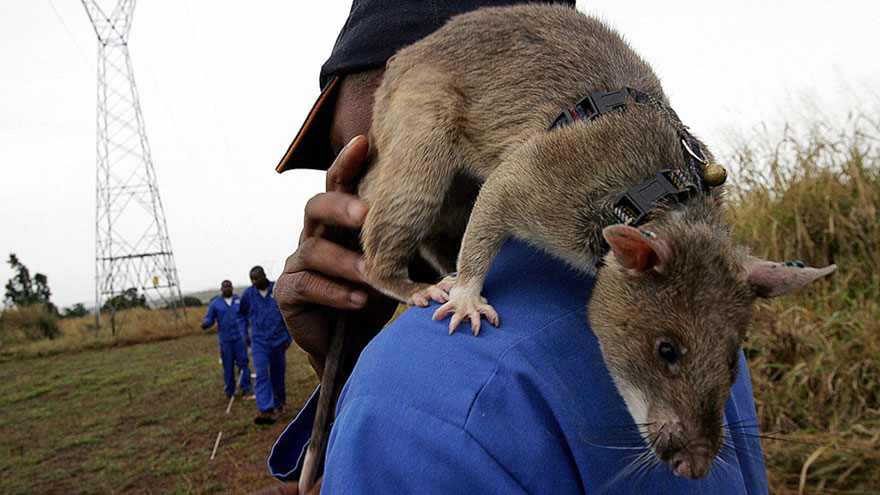 Фотография: Крысы спешат на помощь №5 - BigPicture.ru