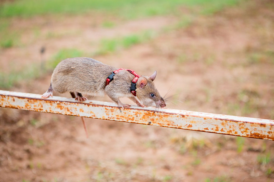 Фотография: Крысы спешат на помощь №6 - BigPicture.ru