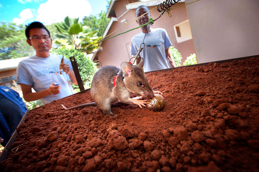 Фотография: Крысы спешат на помощь №7 - BigPicture.ru