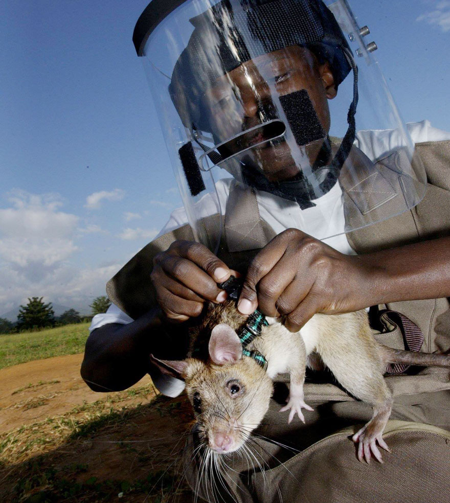 Фотография: Крысы спешат на помощь №11 - BigPicture.ru