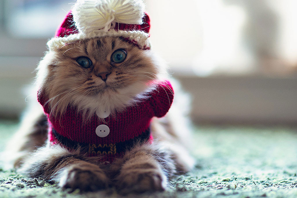 Фотография: 30 причин обменять жену на кошку №26 - BigPicture.ru