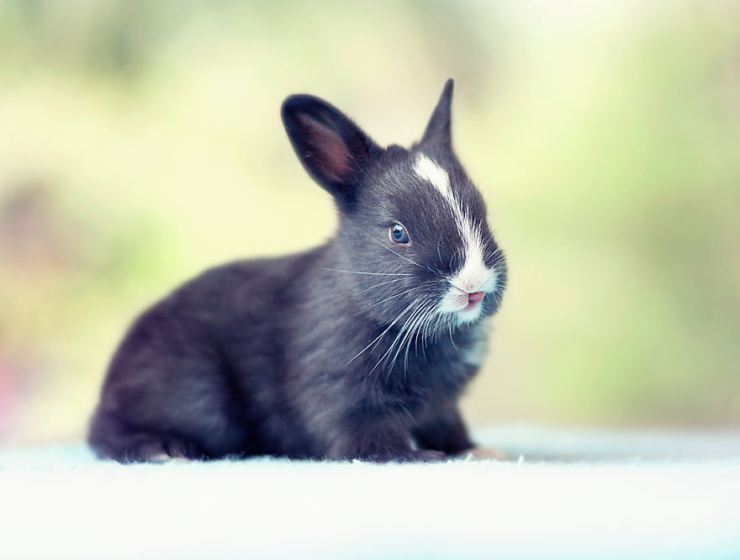 Фотография: Как растет малыш кролик, день за днем №9 - BigPicture.ru