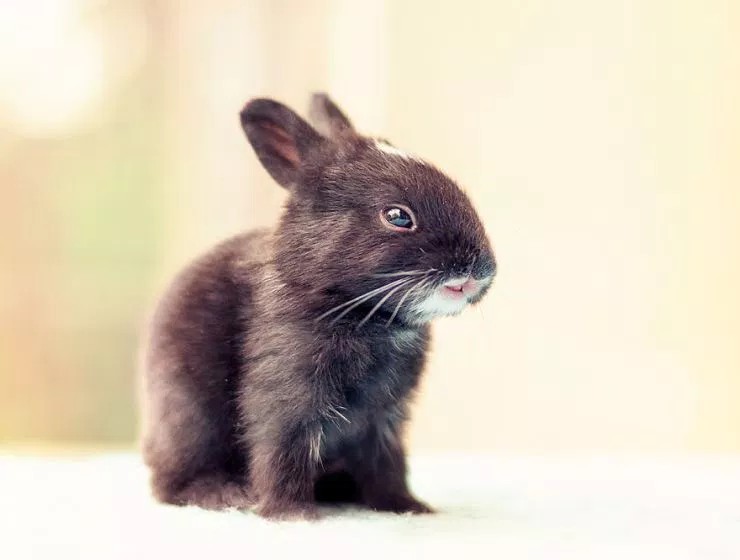 Фотография: Как растет малыш кролик, день за днем №10 - BigPicture.ru