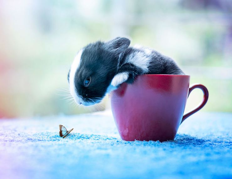Фотография: Как растет малыш кролик, день за днем №11 - BigPicture.ru