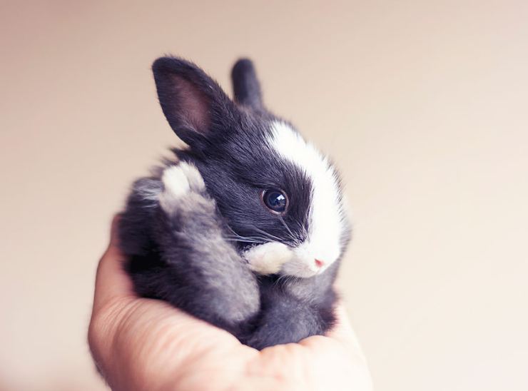 Фотография: Как растет малыш кролик, день за днем №12 - BigPicture.ru