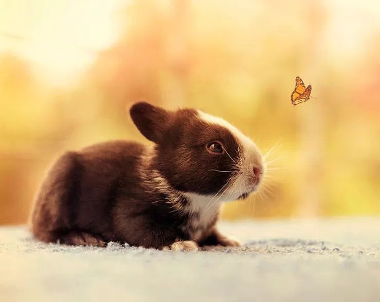 Фотография: Как растет малыш кролик, день за днем №14 - BigPicture.ru