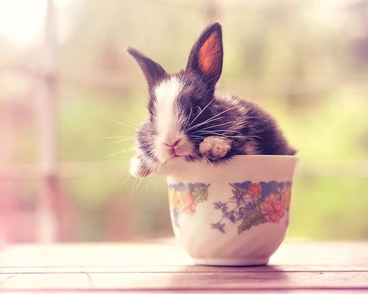 Фотография: Как растет малыш кролик, день за днем №16 - BigPicture.ru