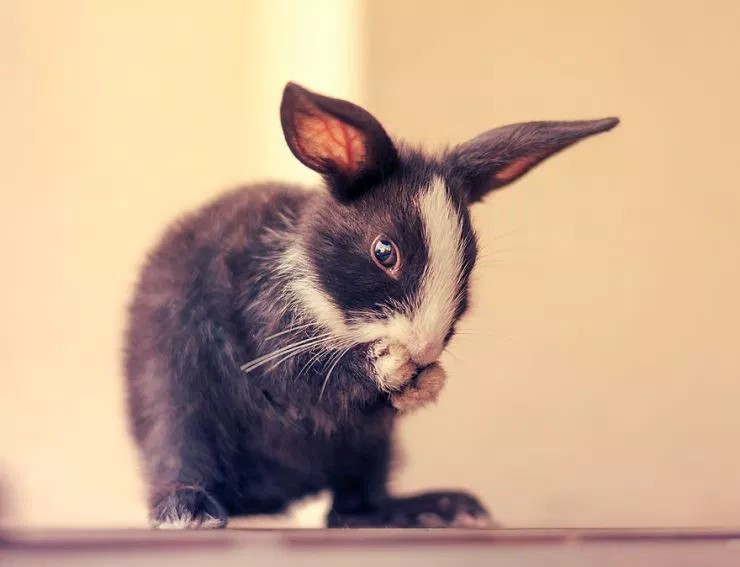Фотография: Как растет малыш кролик, день за днем №15 - BigPicture.ru
