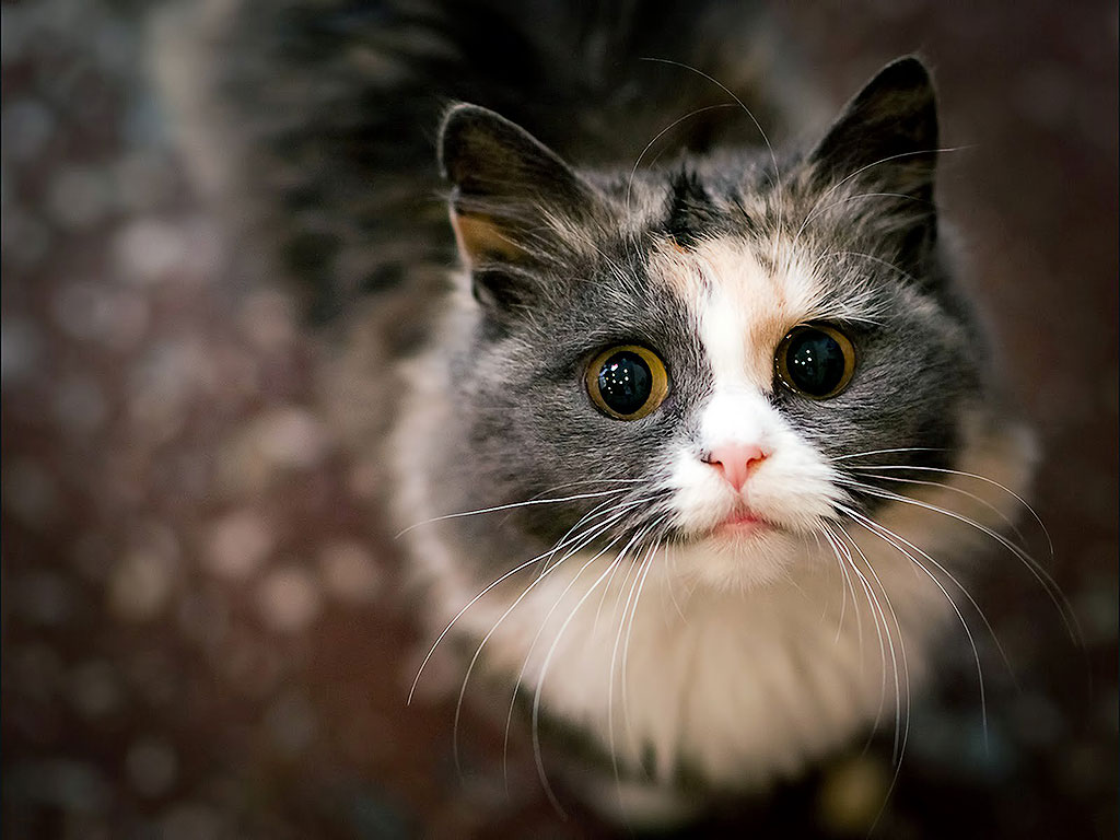 Фотография: 30 причин обменять жену на кошку №21 - BigPicture.ru