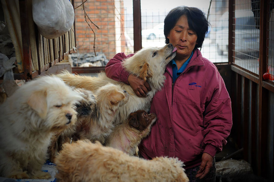 Фотография: Китайская учительница спасла 100 собак от верной смерти на фестивале собачьего мяса №2 - BigPicture.ru
