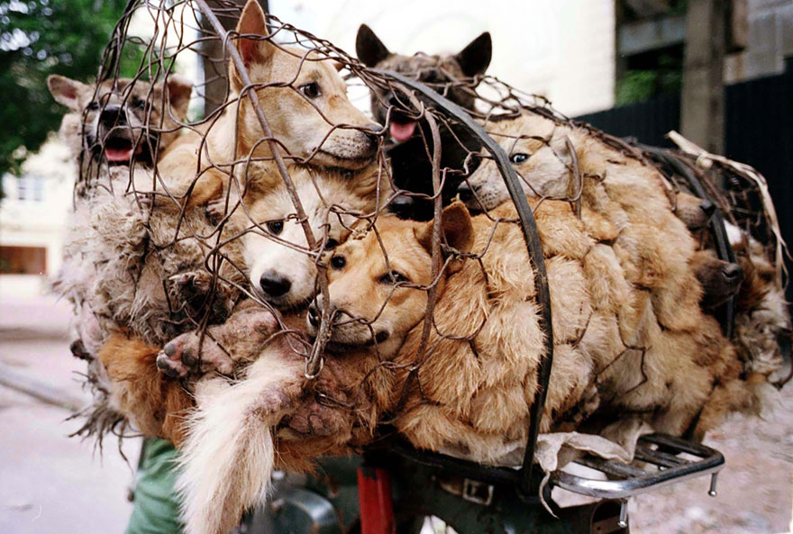 Фотография: Китайская учительница спасла 100 собак от верной смерти на фестивале собачьего мяса №3 - BigPicture.ru