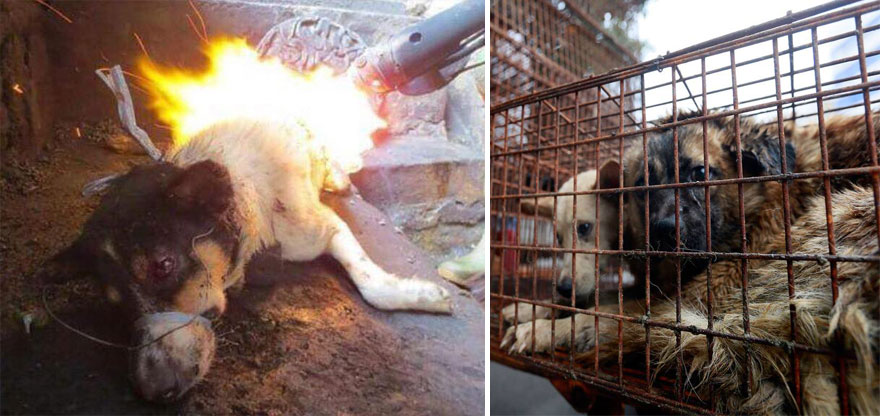 Фотография: Китайская учительница спасла 100 собак от верной смерти на фестивале собачьего мяса №4 - BigPicture.ru