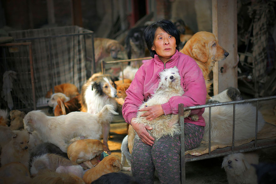 Фотография: Китайская учительница спасла 100 собак от верной смерти на фестивале собачьего мяса №5 - BigPicture.ru