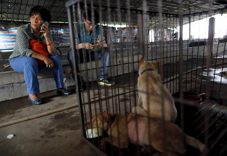 Фотография: Китайская учительница спасла 100 собак от верной смерти на фестивале собачьего мяса №6 - BigPicture.ru