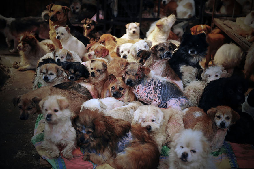 Фотография: Китайская учительница спасла 100 собак от верной смерти на фестивале собачьего мяса №7 - BigPicture.ru