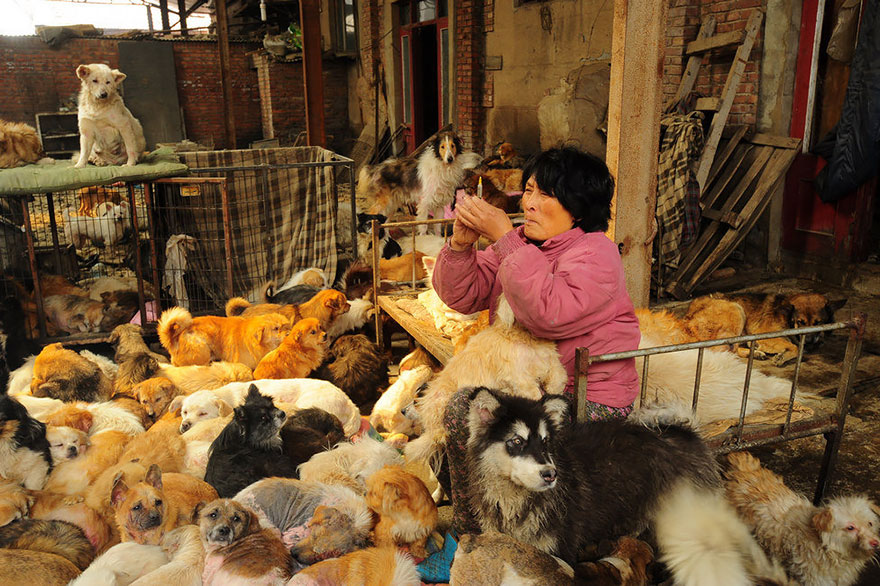 Фотография: Китайская учительница спасла 100 собак от верной смерти на фестивале собачьего мяса №8 - BigPicture.ru