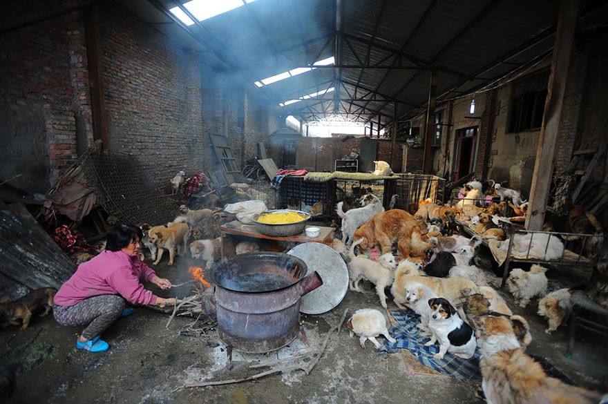 Фотография: Китайская учительница спасла 100 собак от верной смерти на фестивале собачьего мяса №10 - BigPicture.ru