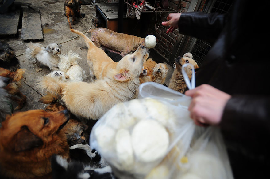 Фотография: Китайская учительница спасла 100 собак от верной смерти на фестивале собачьего мяса №13 - BigPicture.ru