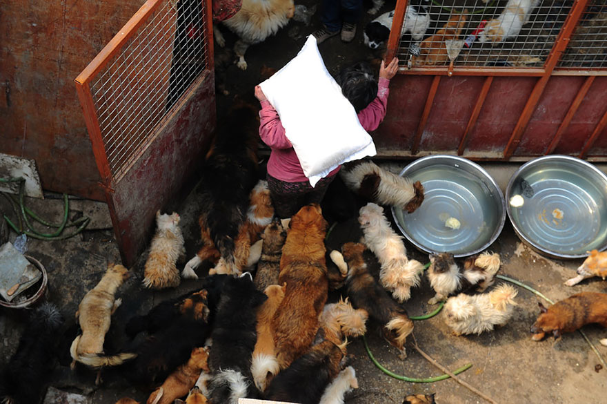 Фотография: Китайская учительница спасла 100 собак от верной смерти на фестивале собачьего мяса №14 - BigPicture.ru