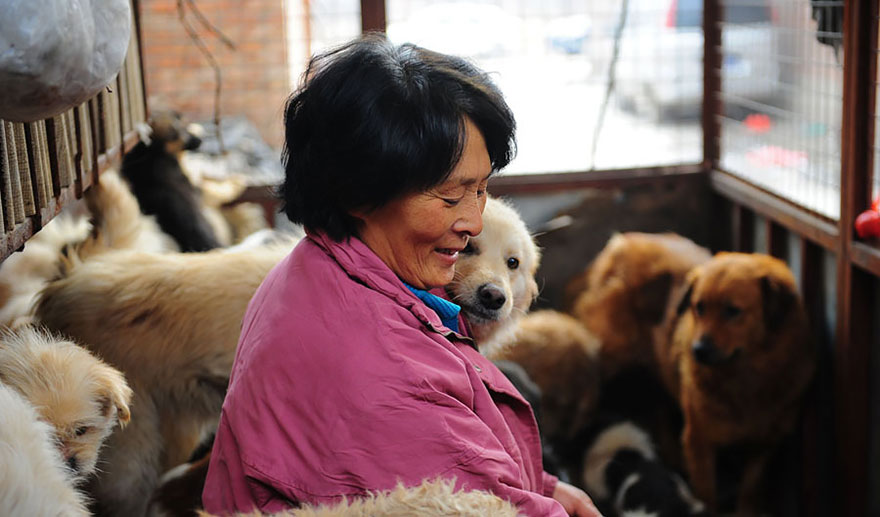Фотография: Китайская учительница спасла 100 собак от верной смерти на фестивале собачьего мяса №18 - BigPicture.ru