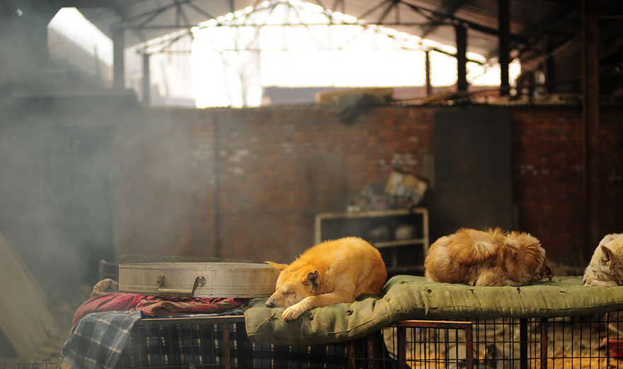 Фотография: Китайская учительница спасла 100 собак от верной смерти на фестивале собачьего мяса №19 - BigPicture.ru