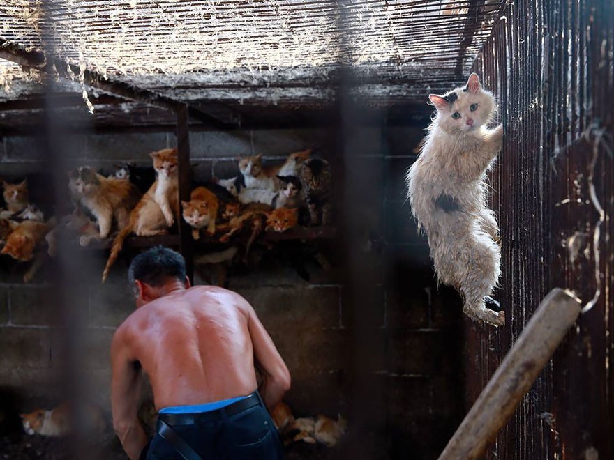 Фотография: Китайская учительница спасла 100 собак от верной смерти на фестивале собачьего мяса №22 - BigPicture.ru