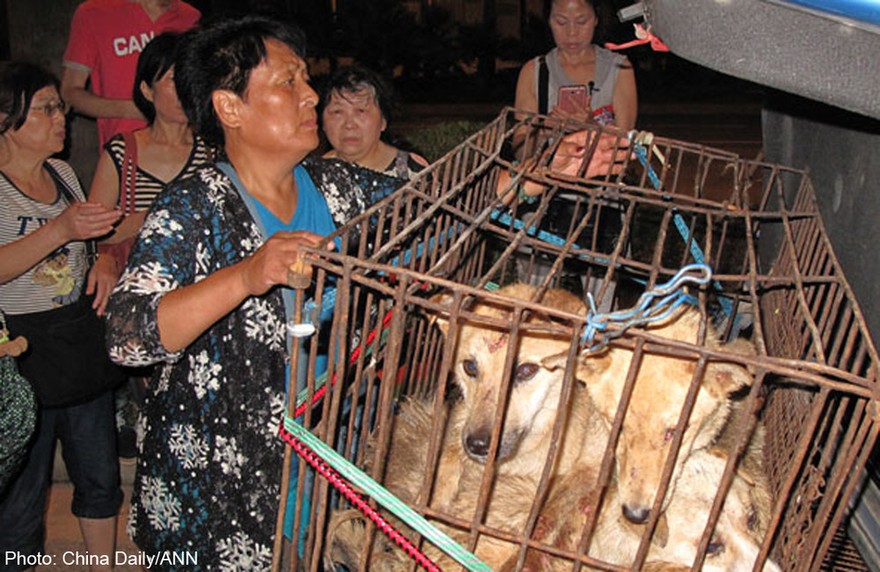 Фотография: Китайская учительница спасла 100 собак от верной смерти на фестивале собачьего мяса №25 - BigPicture.ru
