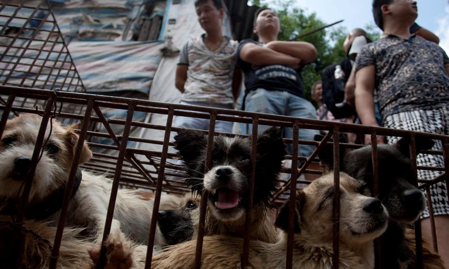 Фотография: Китайская учительница спасла 100 собак от верной смерти на фестивале собачьего мяса №26 - BigPicture.ru
