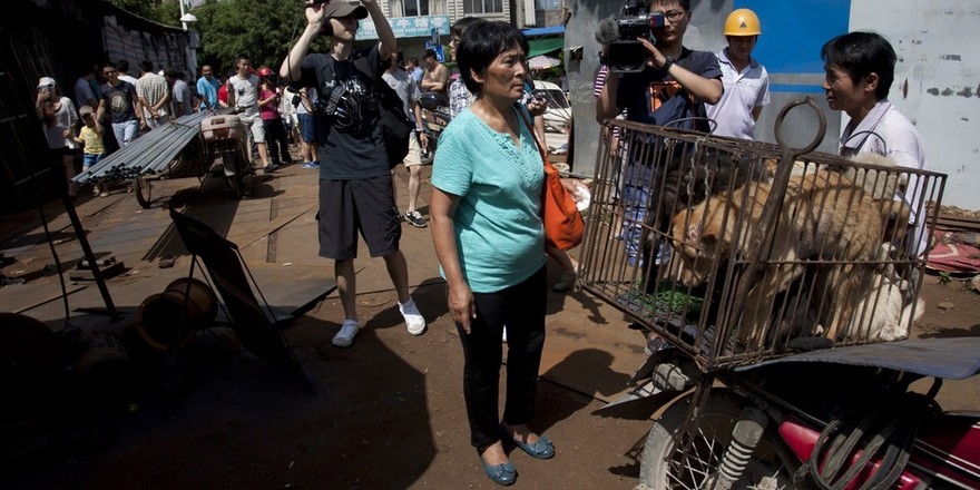 Фотография: Китайская учительница спасла 100 собак от верной смерти на фестивале собачьего мяса №28 - BigPicture.ru