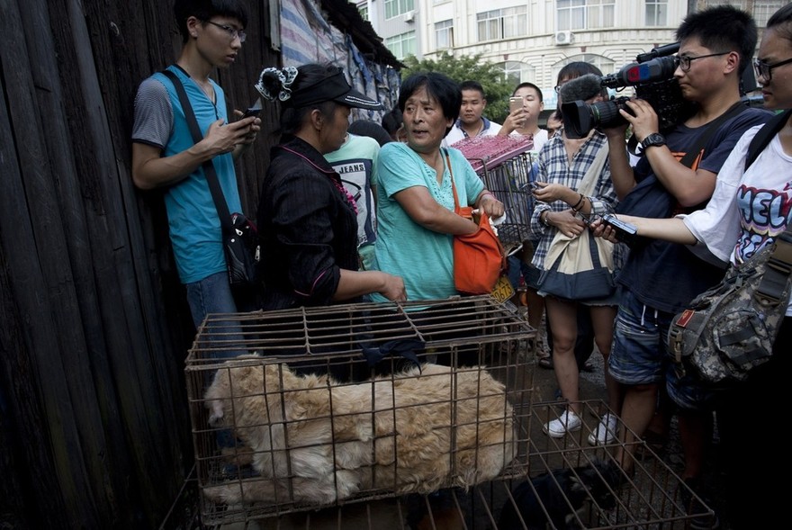 Фотография: Китайская учительница спасла 100 собак от верной смерти на фестивале собачьего мяса №29 - BigPicture.ru