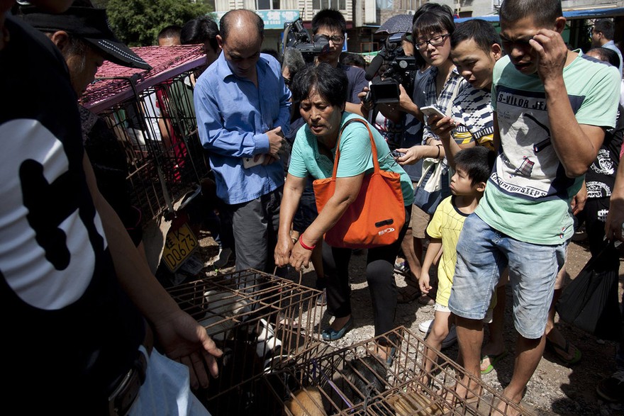 Фотография: Китайская учительница спасла 100 собак от верной смерти на фестивале собачьего мяса №30 - BigPicture.ru