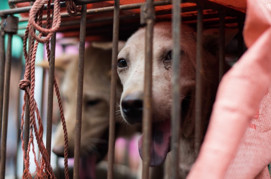 Фотография: Китайская учительница спасла 100 собак от верной смерти на фестивале собачьего мяса №32 - BigPicture.ru