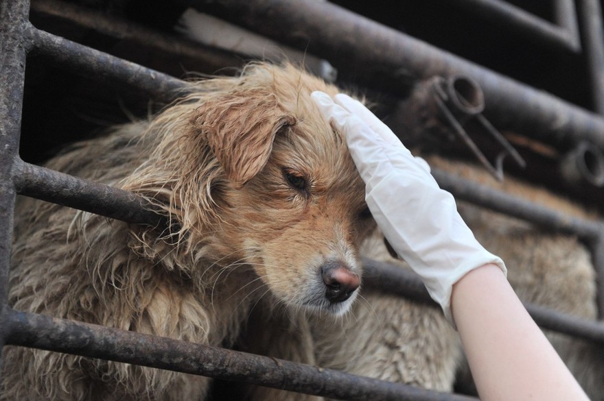 Фотография: Китайская учительница спасла 100 собак от верной смерти на фестивале собачьего мяса №23 - BigPicture.ru